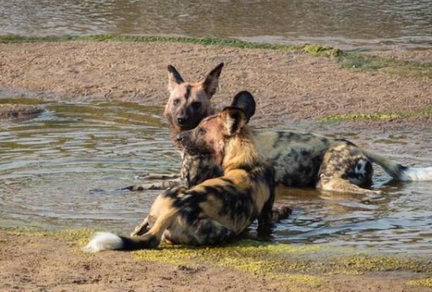 野狗正在啃食的时候,不知道从哪突然窜出来一条鳄鱼