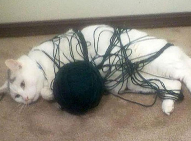 好奇害死猫看看那些被好奇心坑了的猫太搞了