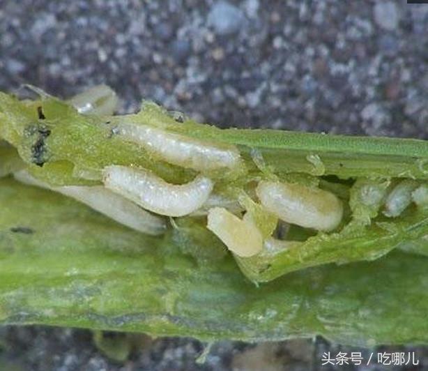 我们最想不到的几种蔬菜,没想到虫子最多平时都没有注意到!