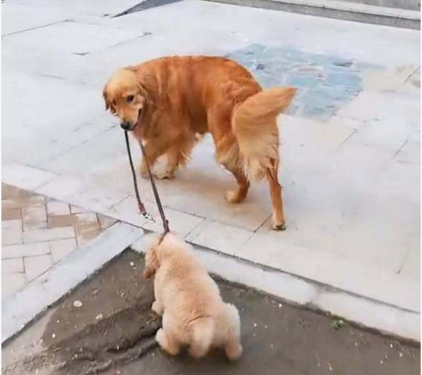 金毛牵着狗儿子遛弯狗儿子这拒绝的表情让主人哭笑不得