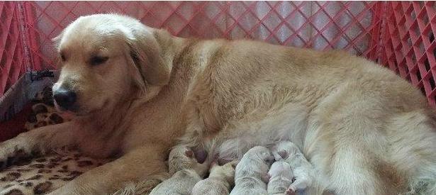 今天的主角狗,就是一只当了妈妈的金毛,在它的孩子中,有一个"特别"的