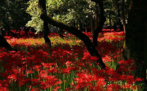 唯一开在冥界的话彼岸花真实的好像漫画一样