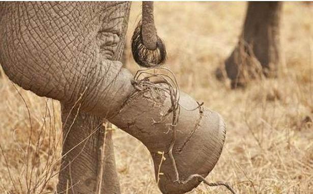 大象带着小象走着,突然小象一脸的惊恐,大象的腿这模样!
