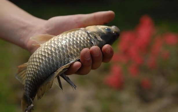 放生一条怀孕母鱼,几日后丈夫落水,一群小鱼救她丈夫性命