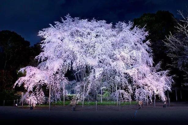 日本十大观赏樱花最棒的地方，有时间一定要去看看|樱树|樱花树|吉野_新浪新闻