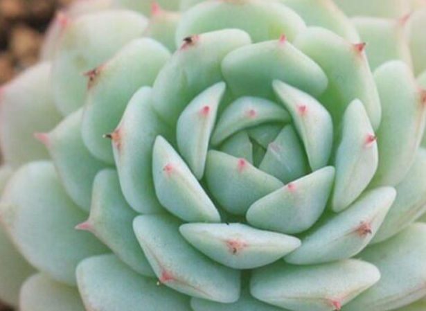 多肉花语大全带图片和花名(多肉花语大全带图片和花名三色井)