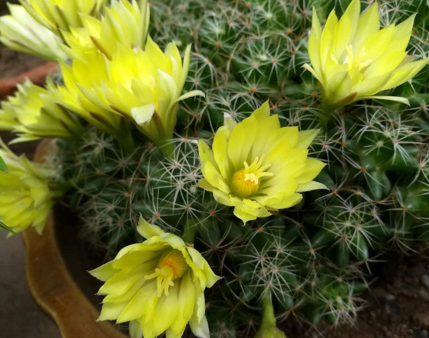 没想到仙人球开花这么美丽动人