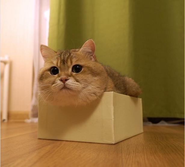 肉感猫咪双下巴整个炸出来,它超可爱又超肉的身材让狂喷爱心