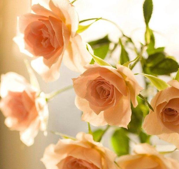 十二星座专属的玫瑰花,天秤座优雅高贵,天蝎座是纯黑色玫瑰花