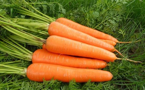 胡萝卜虽是抗癌之王!但这几种人群千万不要吃!
