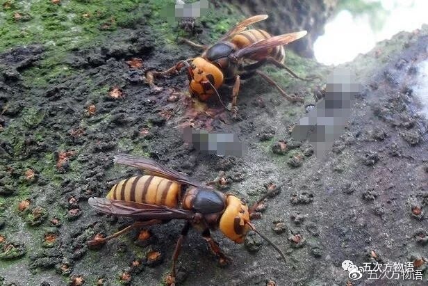 那一天我目击了世界上最大的胡蜂