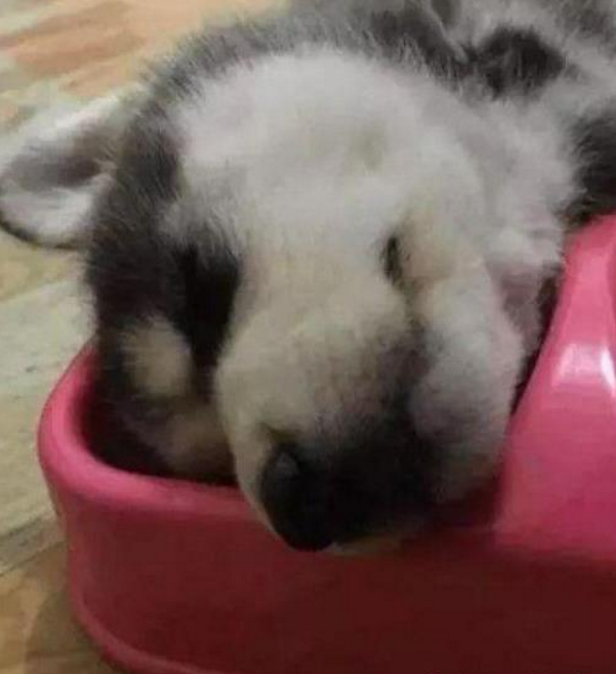 刚买回来的小二哈,不曾想吃下两大碗狗粮后被撑死,这什么情况?