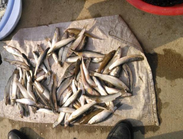 很多人都说自己卖的鱼是野生的真正野生的是这样的