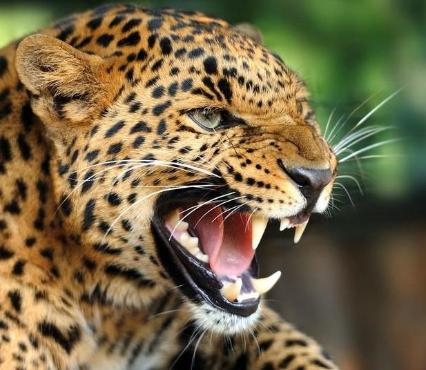 现实中牧羊犬真正遇上狼金钱豹时是怎么的反应