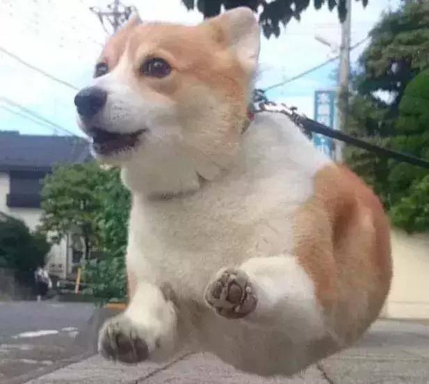 萌宠组图:小短腿狗狗柯基,萌翻了