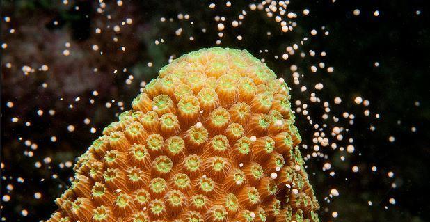 南海海底震撼人心的一刻 关乎南海岛屿安危|南海|珊瑚礁|海底_新浪