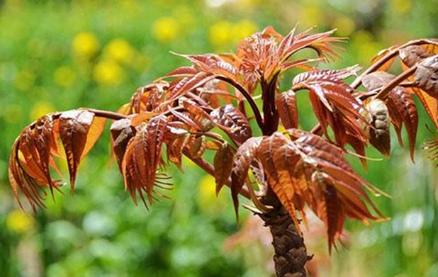 宋· 苏轼《春菜》香椿为楝科,香椿属,落叶乔木.