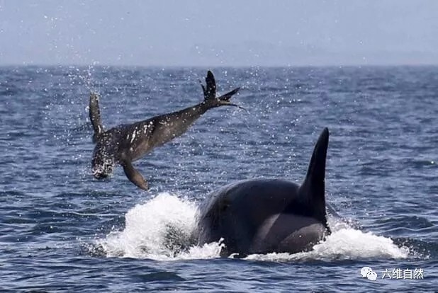 虎鲸猎杀海豹,就像猫猎杀老鼠那样贪玩?