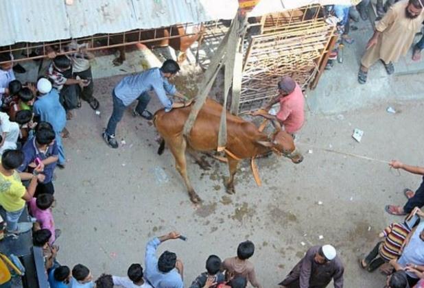 印度男子在异国养牛保佑家宅平安搬家时却还要用吊车将其带走