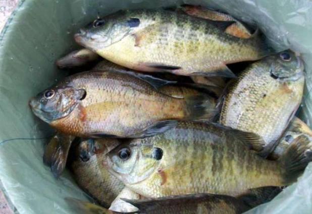 鱼鳃后面有个大黑斑不知道是什么鱼钓友让我全放生