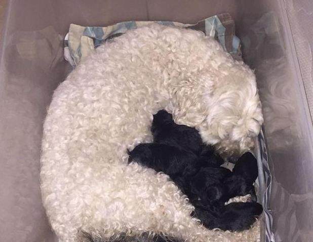 一对白色的狗生下了一窝小黑狗 狗爸爸的表情凝重