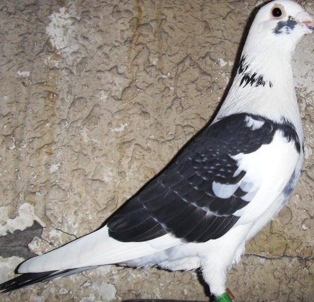 要想鸽子羽色多点可以注意以下这几点