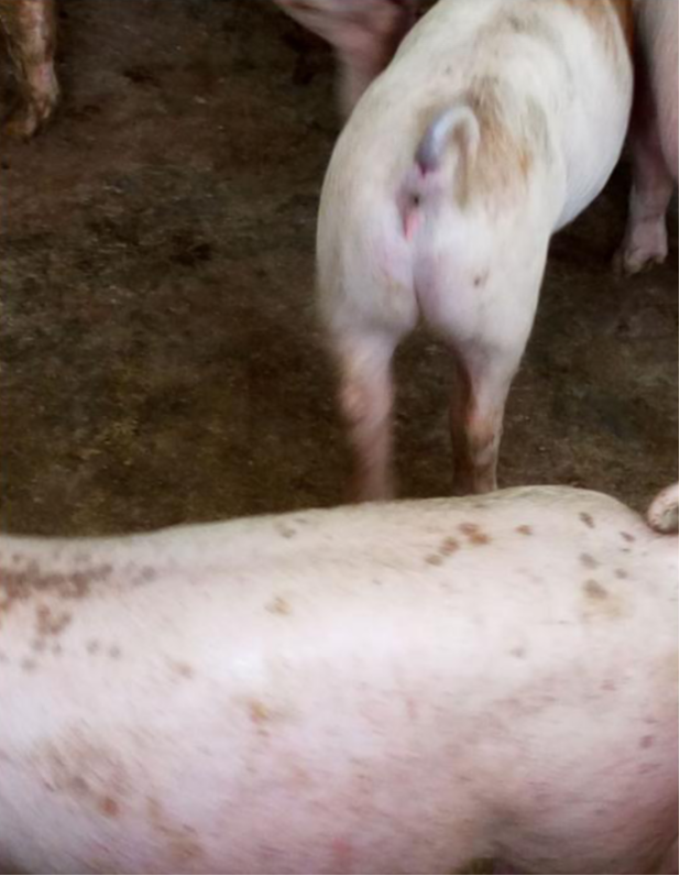 水门红肿,身上出血点