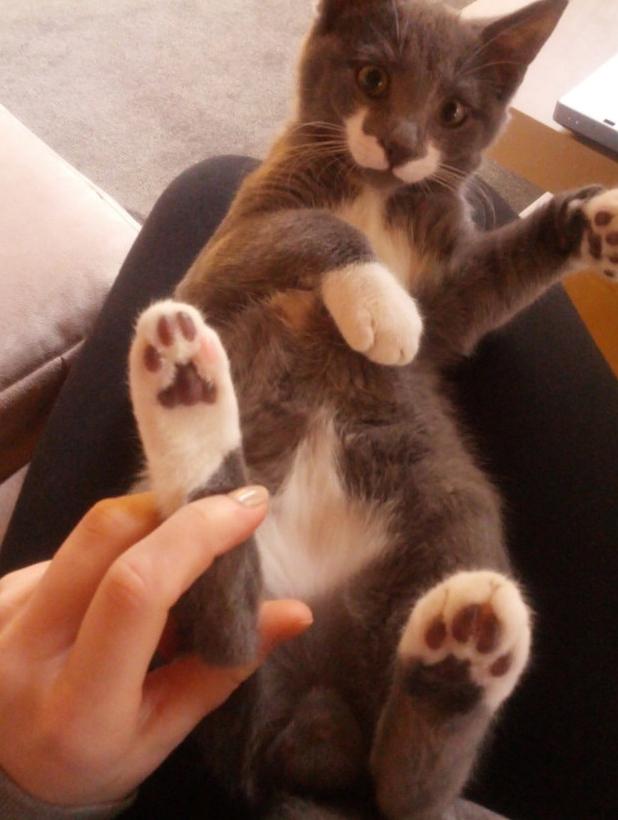 猫咪的肉掌你最喜欢哪一种据说猫奴们都是这么玩的