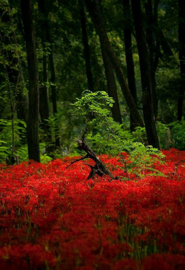 唯一开在冥界的话彼岸花真实的好像漫画一样