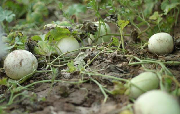 梦境解析，梦见满地甜瓜腐烂的深层含义与心理暗示