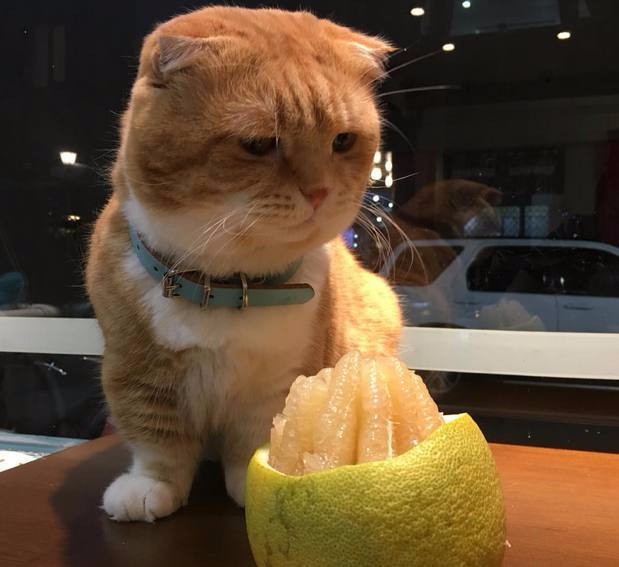 小橘猫第一次看见柚子时竟然是这种表情,网友:瞬间变成表情帝!