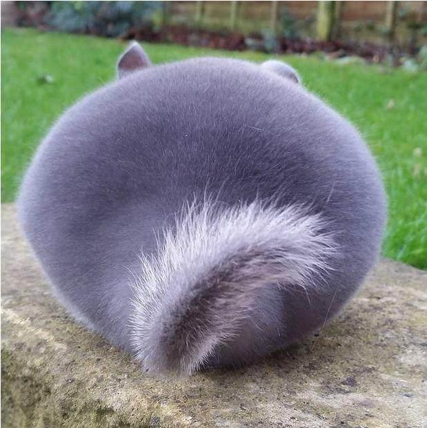 真实版龙猫