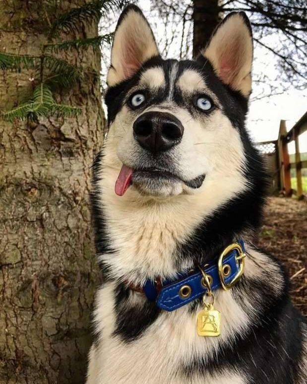 养只哈士奇, 天天笑哈哈