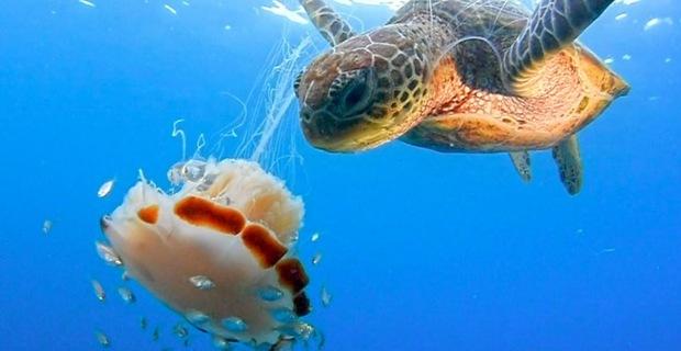 意外捕捉海龟捕食水母样子根本象是在吃意大利面