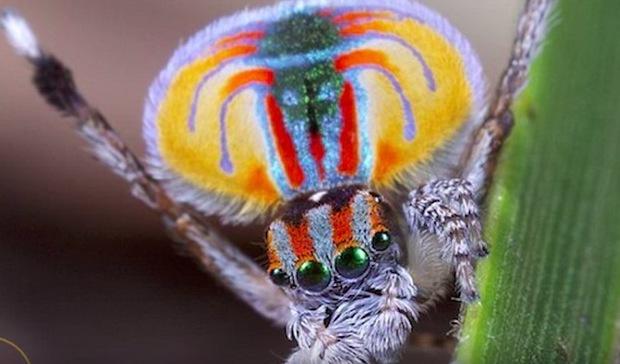 5个近代新发现的神秘新生物,第一个外表象是来自地狱的恶魔!