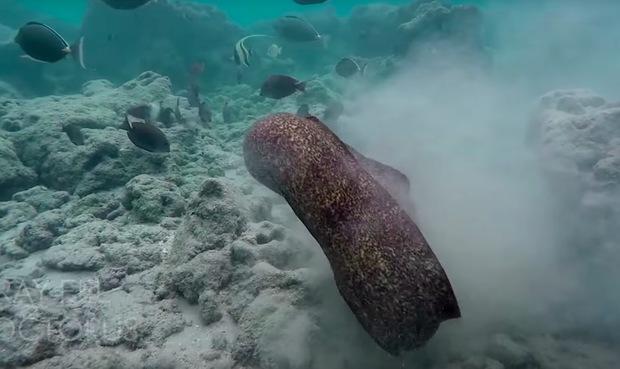 ▼夏威夷的一名浮浅者遇到了海鳝和章鱼之间的水下战斗.