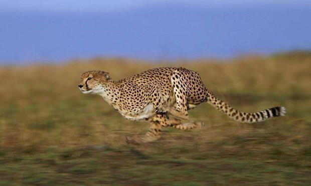 海中动物的速度比较表"显示剑鱼的游速最快,时速可达130公里.