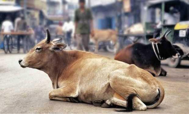 印度流浪牛泛滥成灾, 当地为牛建"养老院", 每天还给美元补贴