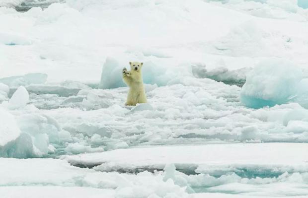 第一次看见雪,小北极熊下一秒开始低头狂吃,你忍到第几张才融化