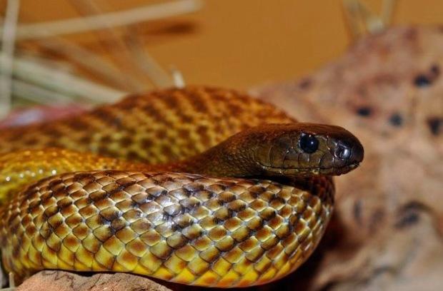 专吃毒蛇,毒液一次可以杀死10人,盘点全世界最毒的五种动物!