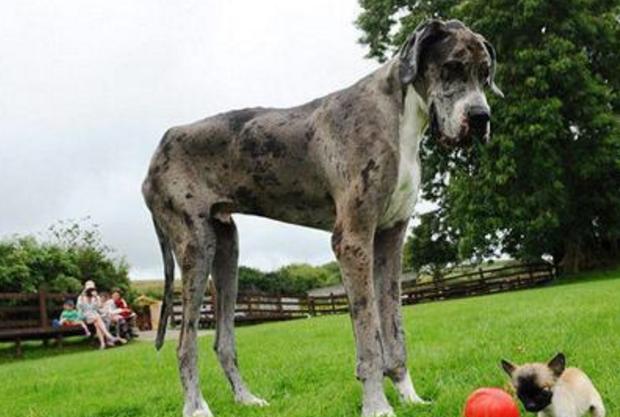 世界最大狗狗和最小狗狗的偶遇,画面十分的搞笑