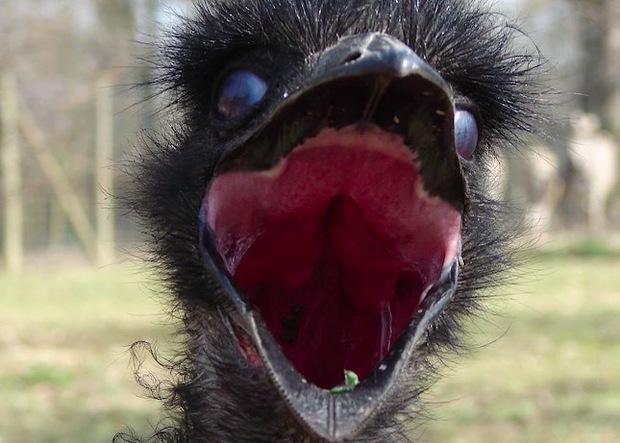 完整解析全世界10个最古怪的动物照片看完疑惑一次扫除