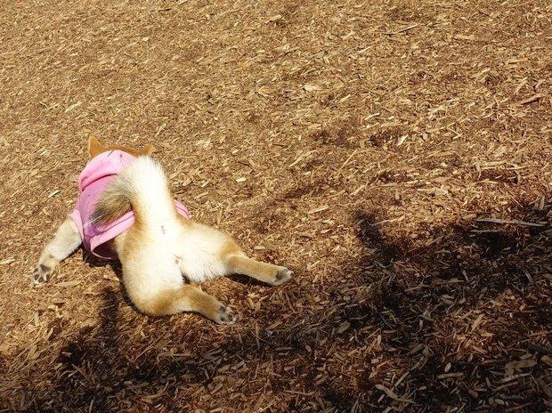 再站起来就好,超q的爆笑柴柴,每只都让人爱心喷发|爆笑|表情|毛孩