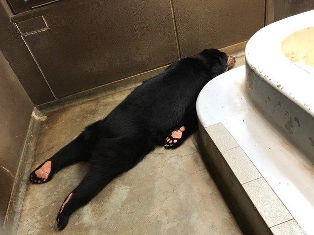 好热呀大熊整个瘫地上冰肚肚对抗酷暑,焦点全在它的粉红熊掌上阿