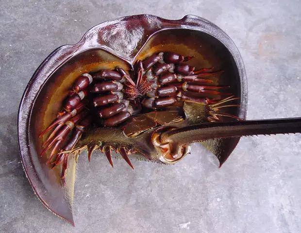 吃货的世界,外围的人永远不懂|奇葩|鲎|海鲜_新浪新闻