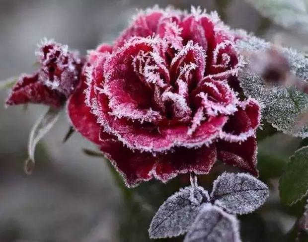 寒冬已至,非常罕见的雪中玫瑰,送给我的朋友圈一起欣赏