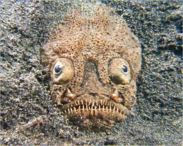 盘点全世界5个最吓人的,动物界埋伏型杀手掠食者!