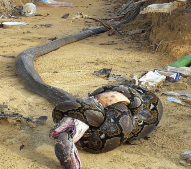 "蛇蛇"大战 两条世界上最致命的蛇结果同归于尽