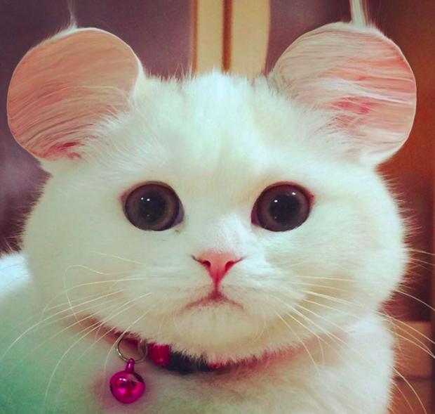 发现特殊品种圆耳猫,结果一查之后,原来每个人都能拥有!