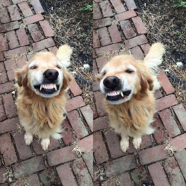 狗狗笑了连喵皇都笑了,动物展现的天使级笑容,让人温暖整个冬天